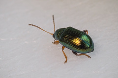 Crepidodera fulvicornis