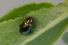 Crepidodera fulvicornis