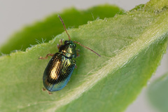 Crepidodera fulvicornis