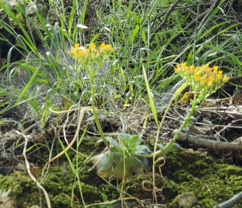 Dudleya cymosa