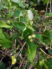 Ipomoea mauritiana