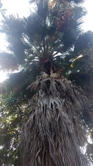 Arecaceae