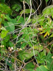 Ipomoea mauritiana