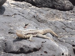 Microlophus barringtonensis