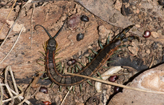 Scolopendra laeta