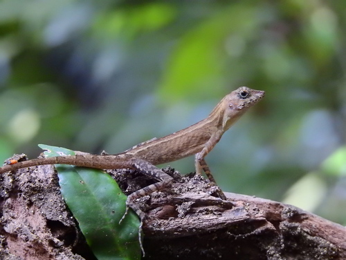 Short-crested Bay Island forest lizard, Coryphophylax subcristatus