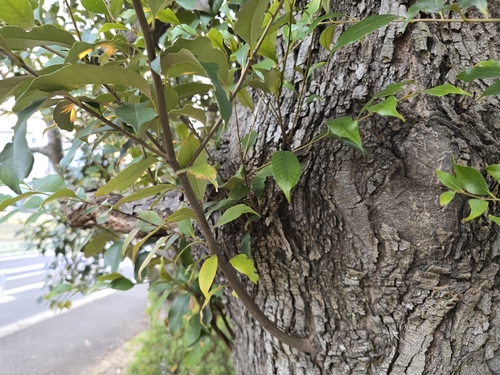 Itajii chinkapin (Castanopsis sieboldii)