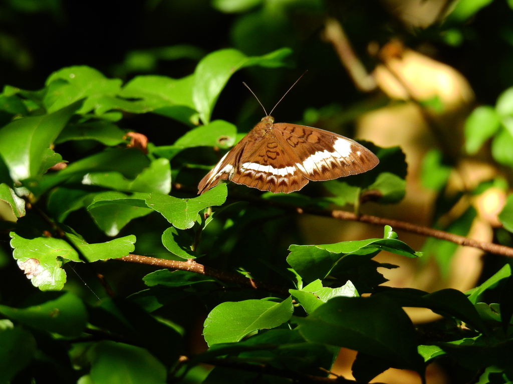 Andaman Viscount