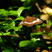 Tanaecia cibaritis - Photo (c) Rohit Naniwadekar, alguns direitos reservados (CC BY), uploaded by Rohit Naniwadekar