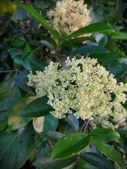 Elachyptera floribunda