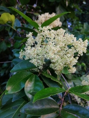 Elachyptera floribunda