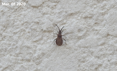 Coriomeris scabricornis