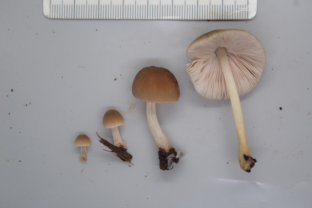 Pluteus minor · March 2026 · photo: © davidwhyte (iNaturalist, cc-by-sa)
