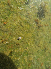 Ephydra