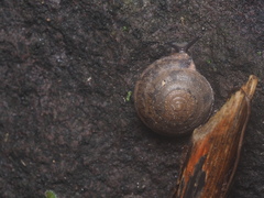 Dyakiidae