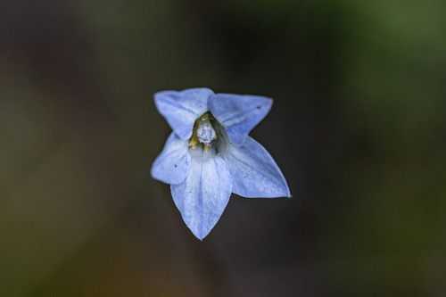 New Zealand Harebell (Wahlenbergia albomarginata)
