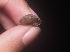 Dyakiidae