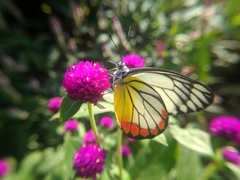 Delias hyparete