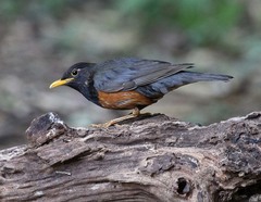 Turdus dissimilis