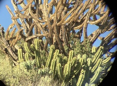 Myrtillocactus cochal