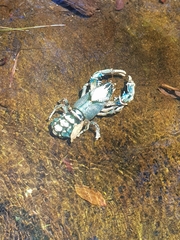 Euastacus sulcatus