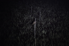 Caprimulgus affinis stictomus