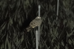 Caprimulgus affinis stictomus