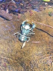 Euastacus sulcatus