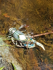 Euastacus sulcatus
