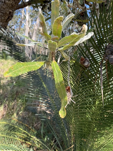 Old man banksia (Banksia serrata)