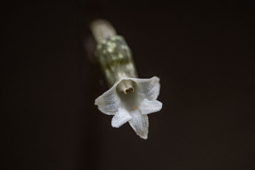 Black Orchid (Gastrodia cunninghamii)