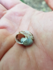 Austrochloritis porteri