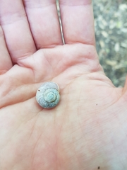 Austrochloritis porteri