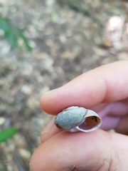 Austrochloritis porteri