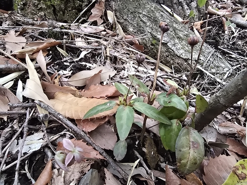 Japanese wintergreen (Chimaphila japonica)