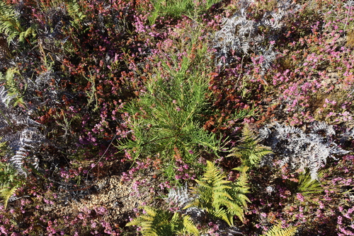 Needleleaf Pincushion (Leucospermum lineare)