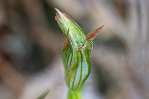 New Zealand mountain greenhood (Pterostylis montana)