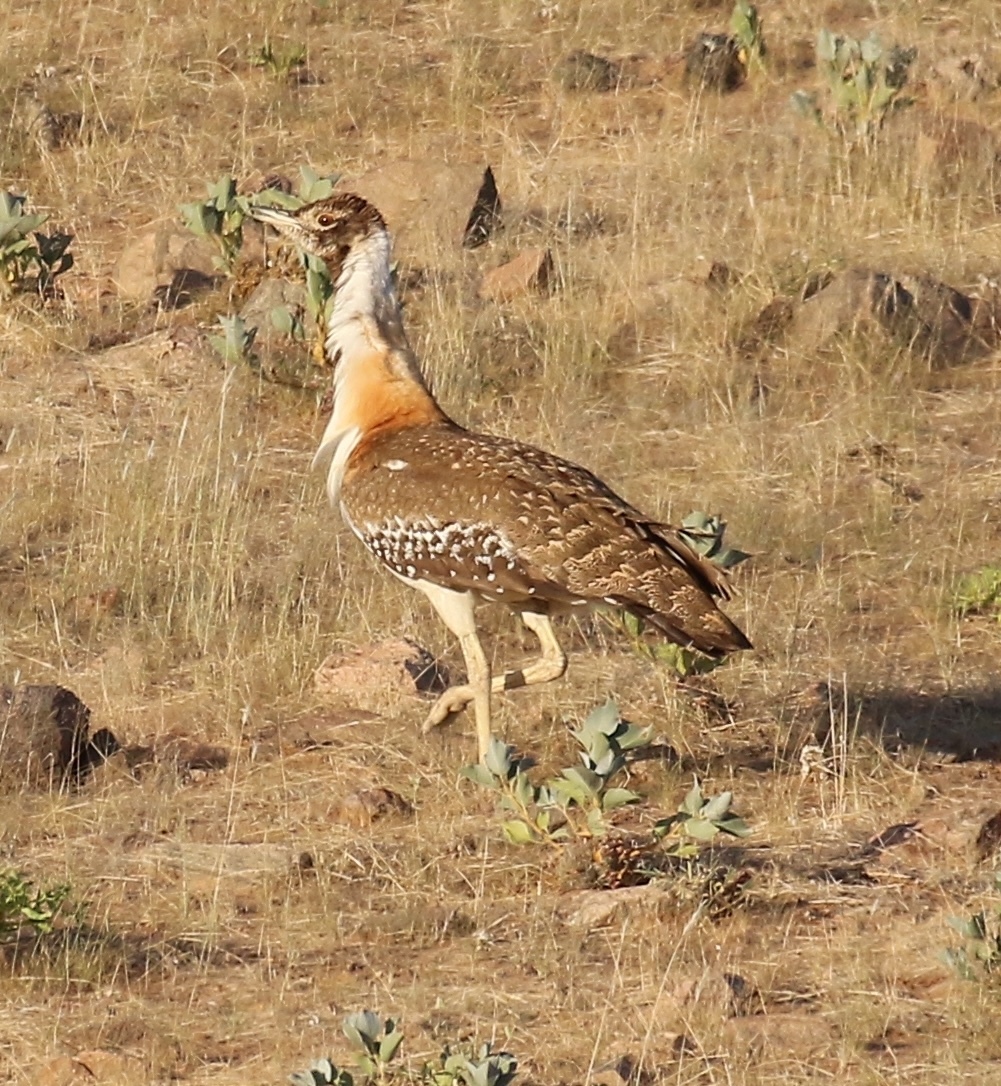 Ludwig's Bustard (Neotis ludwigii), photo 3