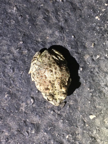iNaturalist observation photo of Red-spotted Toad