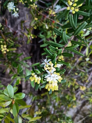 Notched Phebalium (Leionema bilobum)