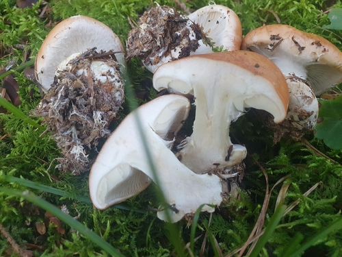 Leucocortinarius bulbiger — (c) Paula Nimigean, some rights reserved (CC BY)