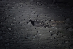 Caprimulgus affinis stictomus