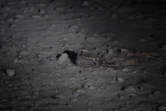 Caprimulgus affinis stictomus