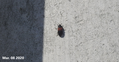 Dermestes vorax