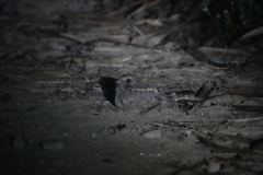 Caprimulgus affinis stictomus