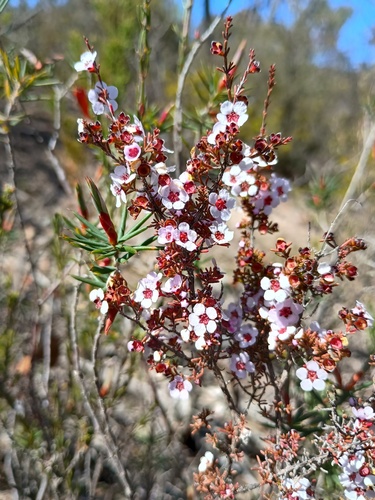 Desert Baeckea (Rinzia orientalis)