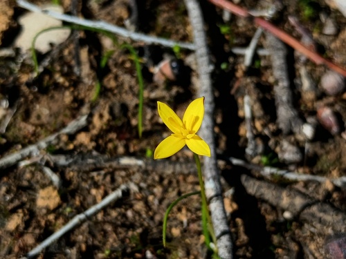 yellow star (Pauridia vaginata)