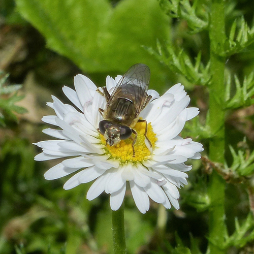Unknown species found near California, US