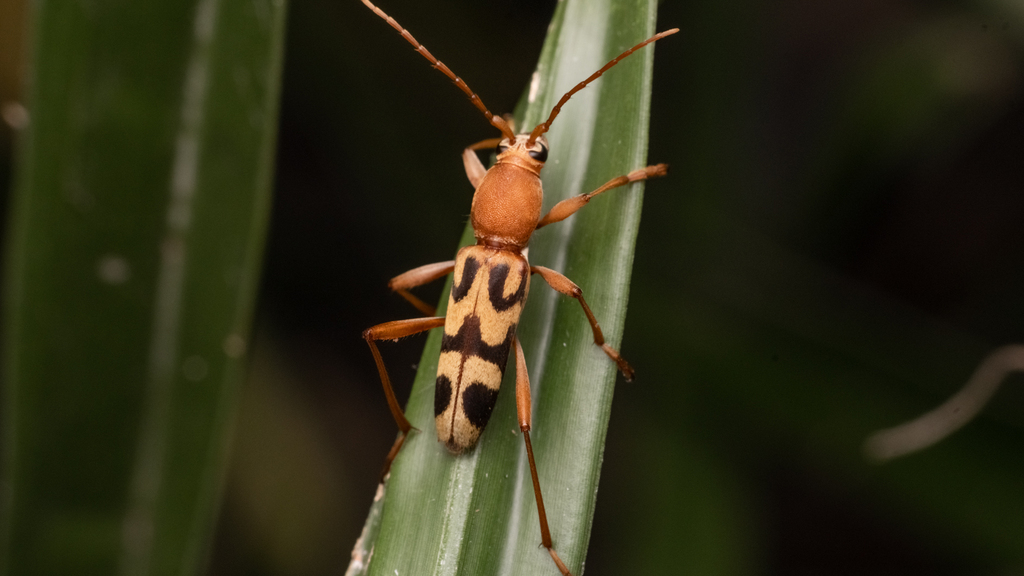 Chlorophorus distinguendus