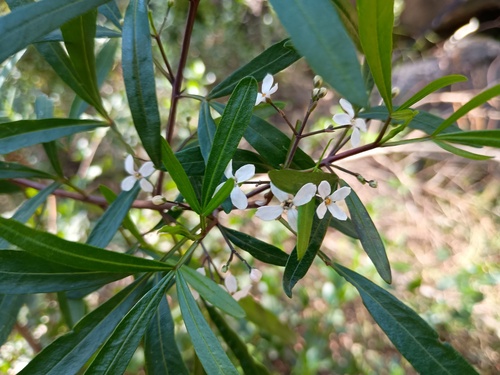 Grampians zieria (Zieria oreocena)
